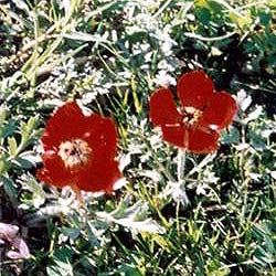 Red flowers that bloom only in April are gathered to bless Yezidi homes with good luck and to bless young couples with fertility.